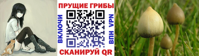 Галлюциногенные грибы MAGIC MUSHROOMS  Трубчевск 